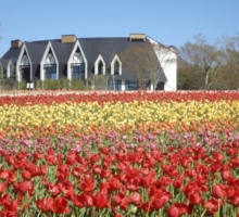 牧歌の里 チューリップ