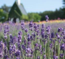 牧歌の里ラベンダー