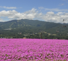 ひるがのピクニックガーデン