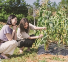 とうもろこし収穫