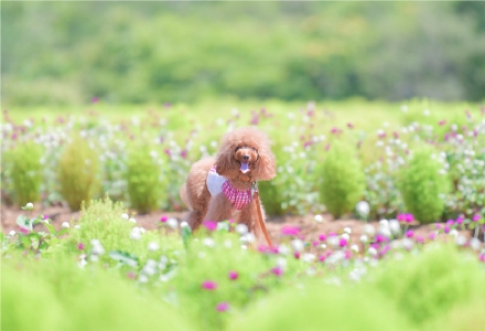 ひるがのの自然